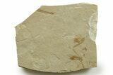 Eocene Fossil Cricket (Orthoptera) - Green River Formation #368744-1